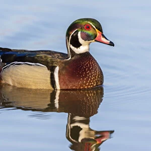 Wood duck male in wetland Marion County, Illinois