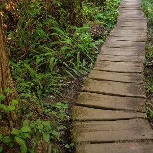 Wooden boardwalk trail in a forest on the Olympic Peninsula, Washington State, USA Wooden boardwalk trail in a forest on the Olympic Peninsula, Washington State, USA