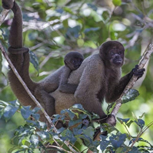 Woolly monkeys, Amazonas, Brazil
