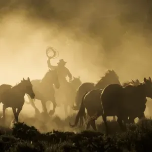 A wrangler herding horses through backlit dustcloud in golden light of sunrise