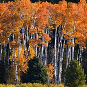 WY, Grand Teton National Park, Aspen trees