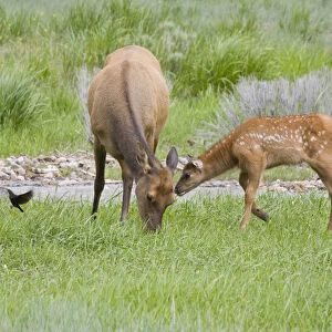 WY, Yellowstone National Park, Elk calf and mother