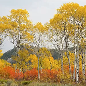 Wyoming, Grand Teton National Park. Golden Aspen trees