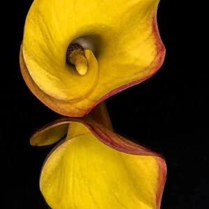 Yellow Calla lily flower reflected on black mirrored surface