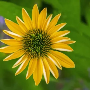 Yellow Coneflower