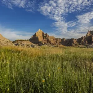 Yellow coneflowers in Badlands National Park, South Dakota, USA