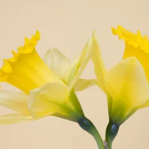 Yellow daffodils