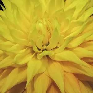Yellow dahlia blossom, Bellevue Botanical Garden, Washington State, Usa Yellow dahlia blossom, Bellevue Botanical Garden, Washington State, Usa