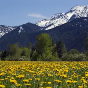 Yellow Flower Farm Print Near Glacier National Park Montana Yellow Flower Farm Print Near Glacier National Park Montana