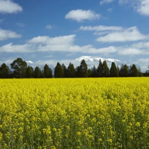 Yellow flowers of rapeseed field, near Methven and Mt. Hutt, Mid Canterbury, South Island