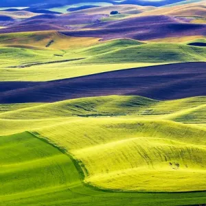 Yellow Green Wheat Fields Print from Steptoe Butte, Palouse Yellow Green Wheat Fields Print from Steptoe Butte, Palouse