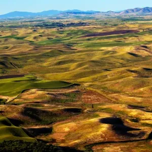 Yellow Green Wheat Fields Roads and Farms from Steptoe Butte at Palouse Washington Yellow Green Wheat Fields Roads and Farms from Steptoe Butte at Palouse Washington