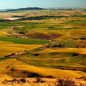 Yellow Green Wheat Fields Roads and Red Farms from Steptoe Butte at Palouse Washington