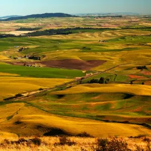Yellow Green Wheat Fields Roads and Red Farms from Steptoe Butte at Palouse Washington Yellow Green Wheat Fields Roads and Red Farms from Steptoe Butte at Palouse Washington