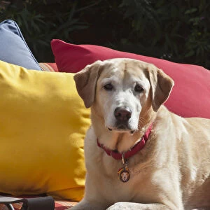 Yellow labrador on bright patio recliner (PR)