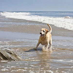 A Yellow Labrador Retriever standing in the surf at Hendreys Beach in Santa