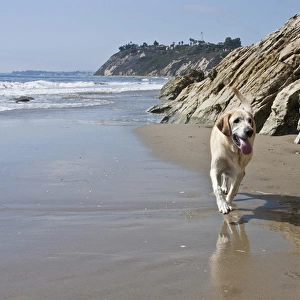 A Yellow Labrador Retriever walking in the sand at Hendreys Beach in Santa Barbara