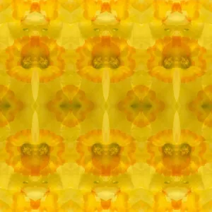 Yellow and orange daffodil abstract Yellow and orange daffodil abstract
