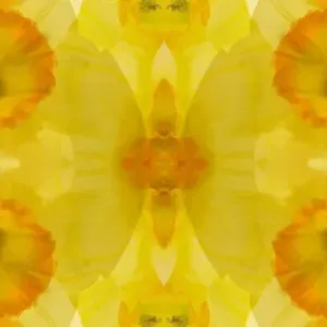 Yellow and orange daffodil abstract panoramic Yellow and orange daffodil abstract panoramic