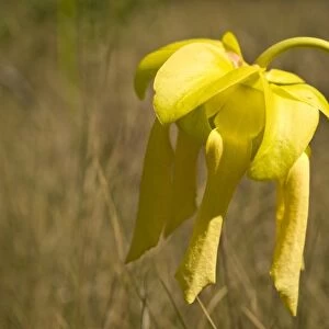 Yellow pitcher plant flower, Apalachicola National Forest, Florida Panhandle