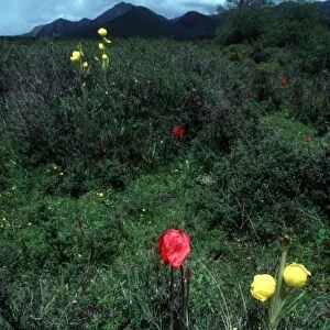Yellow Poppies (Meconopsis integrifolia) and Red Poppies near Chinas Jiuzhaigou National Park
