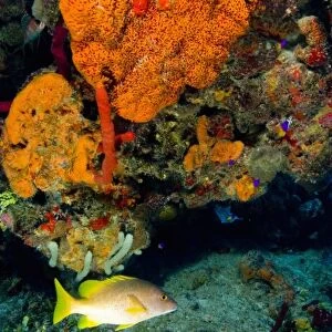 Yellow Snapper and Orange Encrusting Sponge (Diplastrealla sp. ) Hol Chan Marine Preserve