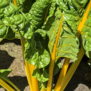 Yellow Swiss Chard, USA