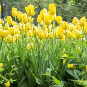 Tulipanes amarillos, Kennett Square, Pensilvania, EE. UU. Tulipanes amarillos, Kennett Square, Pensilvania, EE. UU.