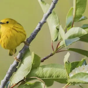 Yellow warbler Yellow warbler