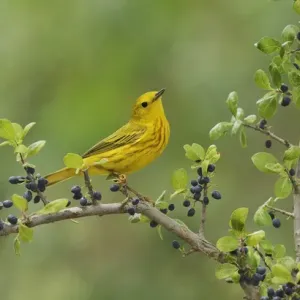 Yellow Warbler Print: Adult Male on Elbow Bush with Berries