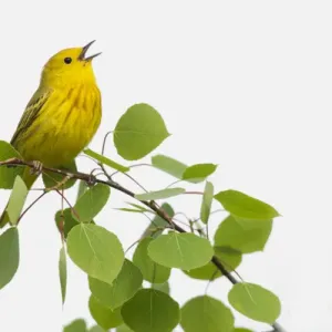 Yellow Warbler Singing