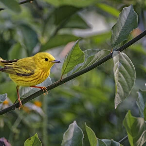 Yellow warbler, South Padre Island, Texas