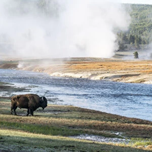 Yellowstone National Park. An American bison bull stands next to the Firehole River at