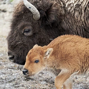 Yellowstone National Park. American bison calf standing next to its mother
