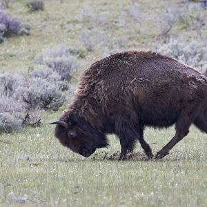 Yellowstone National Park. An American bison cow acts in a frenzied manner