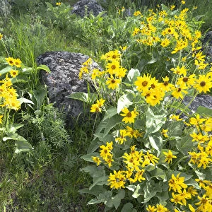 Yellowstone National Park. Arrowleaf balsamroot covers the hillsides in the spring