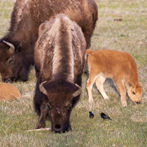 Yellowstone National Park. Two bison cows grazing with their young calves nearby