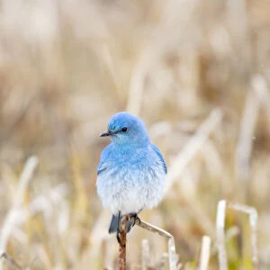 Yellowstone National Park. A bluebird spends time in the dead grasses in early spring