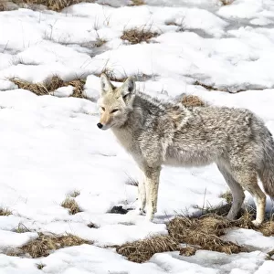 Yellowstone National Park, coyote standing in the melting snow