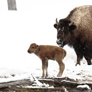 Yellowstone National Park. A female bison feeds while her new born calf shivers in the spring snow