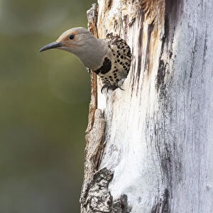 Yellowstone National Park, a female northern flicker emerges from its nest hole