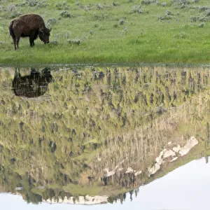 Yellowstone National Park, Lamar Valley. American bison is enjoying the green grass