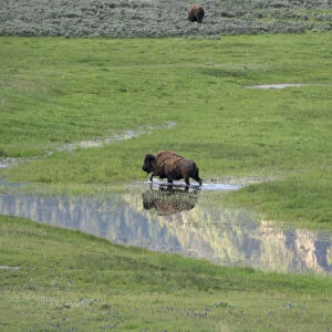 Yellowstone National Park, Lamar Valley. Bison enjoying the green grass of spring