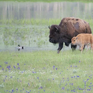 Yellowstone National Park, Lamar Valley. American bison cow with her calf walk through wildflowers