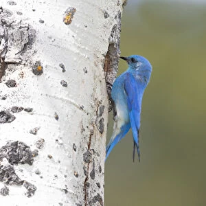 Yellowstone National Park, a male mountain bluebird perching at its nest hole