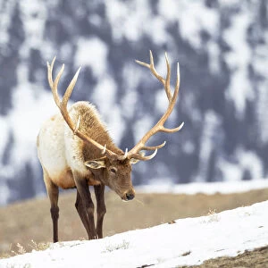 Yellowstone National Park, portrait of a bull elk with massive antlers that he hasn t shed