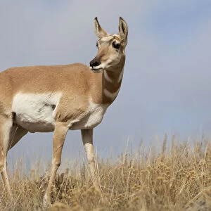 Yellowstone National Park, portrait of a female pronghorn antelope