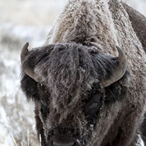 Yellowstone National Park, portrait of a frost covered American bison