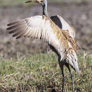 Yellowstone National Park, sandhill crane flaps its wings after preening