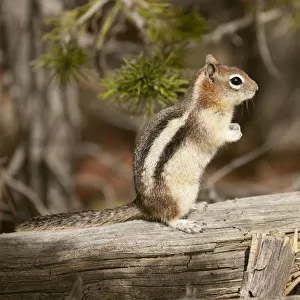 Yellowstone National Park, Wyoming, USA. Golden-mantled ground squirrel standing on a log